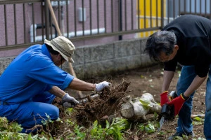 伐根作業を行う庭木の専門事業者の写真