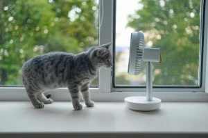 扇風機で涼む猫の写真
