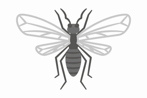 黒い羽蟻のイラスト