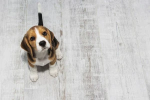こちらを見上げる子犬の写真