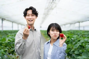 イチゴ摘みを楽しむ若い男女の写真