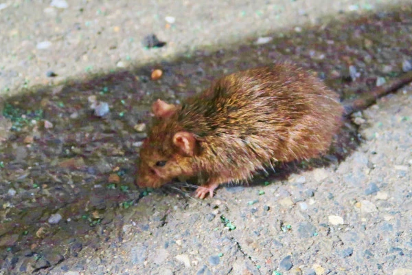 ネズミが歩いている様子