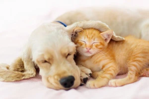 寄り添って眠る犬と猫の写真