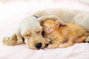 耳の垂れた犬と茶トラの子猫が仲良く眠っている写真