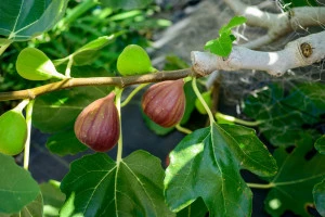 いちじくの木の写真