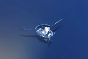 飛び石によるフロントガラスの傷の写真