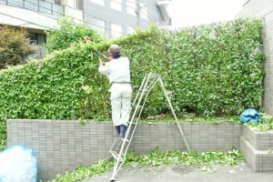 垣根の剪定方法とは おすすめの時期ややり方について Eparkくらしのレスキュー 垣根の剪定方法とは おすすめの時期ややり方について Eparkくらしのレスキュー