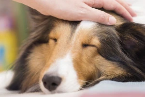 眠っている犬を撫でている写真