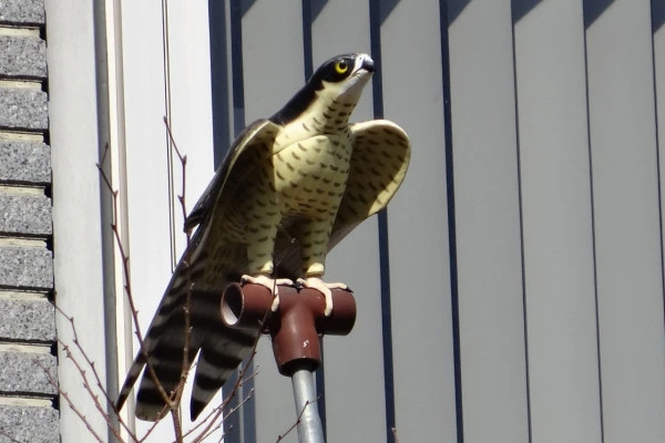 鳥よけ用の鷹の模型