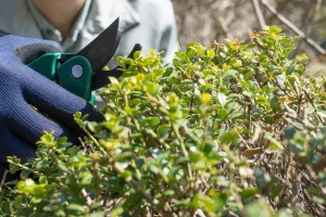 庭木の剪定｜植木屋・庭師　イメージ