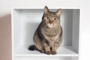 カラーボックスに入った猫の写真
