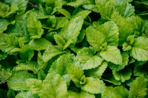 ミントの写真