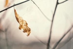 枯れてしまった植物の写真