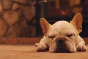 暖かい床の上で気持ちよさそうに眠る白いフレンチブルドックの写真