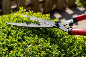 庭木を切り戻している写真