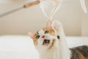室内でおもちゃで遊ぶ猫の写真