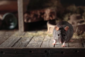 住宅に住み着くネズミの写真