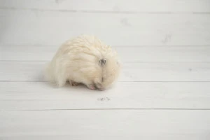 眠る長毛のハムスターの写真