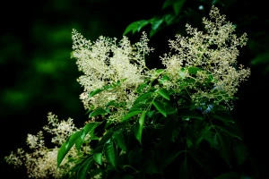 シマトネリコの花の写真