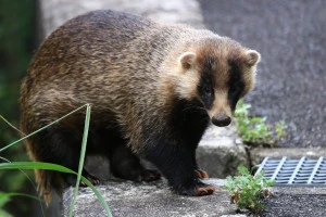 アナグマの写真
