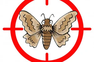 メイガ駆除のイメージイラスト