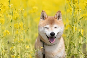 菜の花畑で遊ぶ柴犬の写真