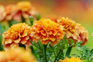 雨上がりの雫を纏い鮮やかに咲くオレンジのマリーゴールドの写真