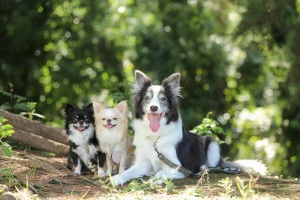 座っているペットの犬の写真