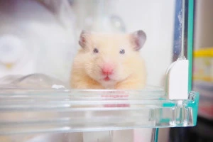 こちらを見るキンクマハムスターの写真