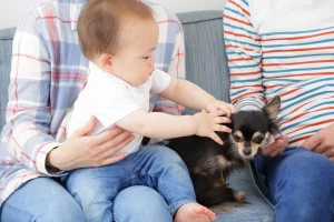 赤ちゃんとペットの犬と夫婦の写真