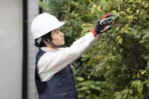 庭木の枝切りをする造園業の作業員の写真