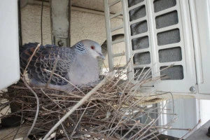 室外機の隣で子育てをする鳩の写真