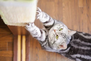 柱で爪とぎをする猫の写真