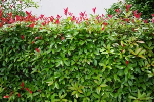 垣根の剪定方法とは おすすめの時期ややり方について Eparkくらしのレスキュー 垣根の剪定方法とは おすすめの時期ややり方について Eparkくらしのレスキュー