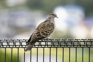 フェンスにとまるキジバトの写真