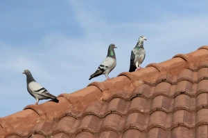 屋根の上の鳩の写真