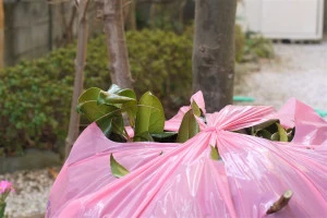 ビニールに入った不要枝の写真