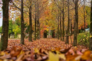 落葉樹の紅葉の写真