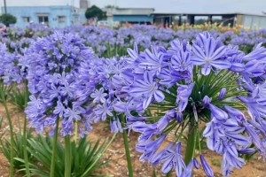 青いアガパンサスの花々の写真
