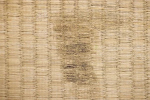 ささくれて黒カビがはえた畳の写真