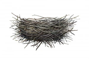 鳥の巣のイラスト