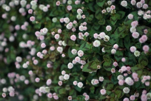 一面に咲く小さなヒメツルソバの花の写真