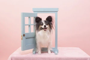 ドアをくぐる犬の写真