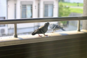 ベランダに住み着いた2羽の鳩の写真