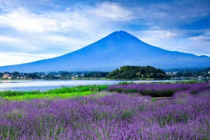 ラベンダー咲く河口湖大石公園から望む富士山の写真