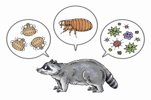 アライグマと寄生虫(ダニ、ノミ、病原菌)のイラスト