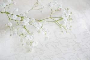 カスミソウの写真