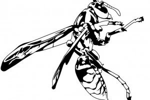 アシナガバチのモノクロのイラスト