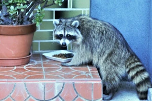 玄関先で餌を食べるアライグマの写真