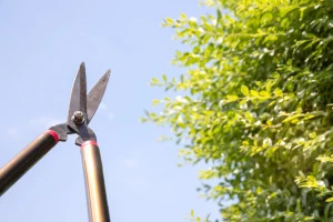 常緑樹の剪定を行っている写真